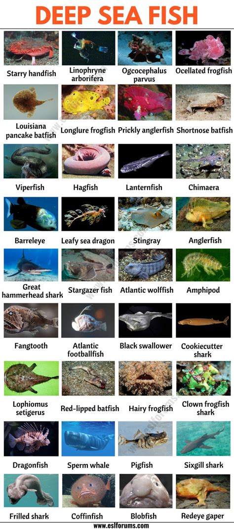 Deep Sea Fish: List of 35+ Types of Fish that Live in the Deep Sea - ESL Forums