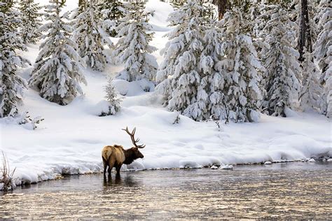 Elk gamble with their lives in spring to win a mate in autumn | New ...