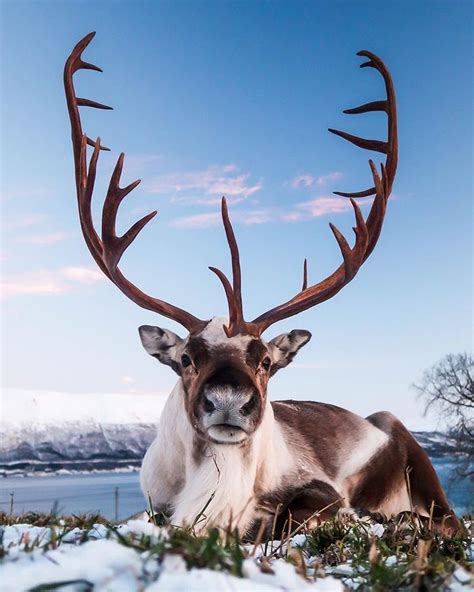 Understanding Reindeer Horns: Nature's Remarkable Antlers