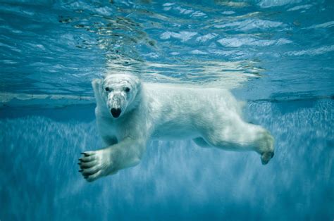 10 Fascinating Facts About Polar Bears