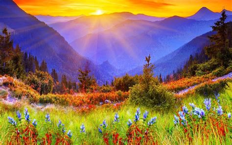 nature, Landscape, Flowers Wallpapers HD / Desktop and Mobile Backgrounds