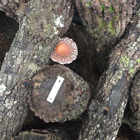 Mushroom Log Inoculation, UNF Ogier Gardens, Jacksonville, March 1 2024 ...