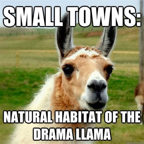 Funny Llamas Memes