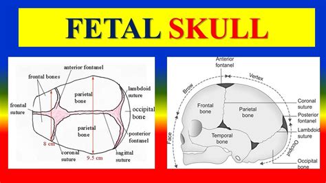 FETAL SKULL - Bones, Regions, Landmarks & sutures ,fontanelles, diameters & Moulding - OBG - YouTube