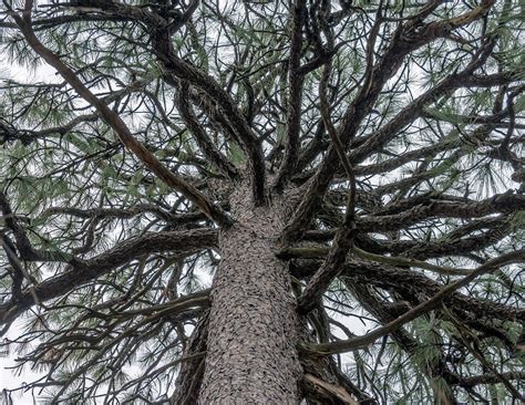 Second Talkest Pine Tree in North Carolina Photograph by WAZgriffin Digital - Pixels