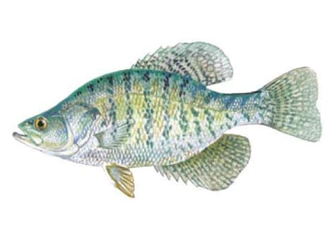 White crappie - Alchetron, The Free Social Encyclopedia