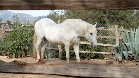 Understanding Swayback: Curved Back Horses Examined