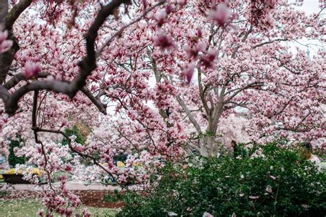 7 Best Locations for DC Cherry Blossom Photos - Natasha Lamalle Photography