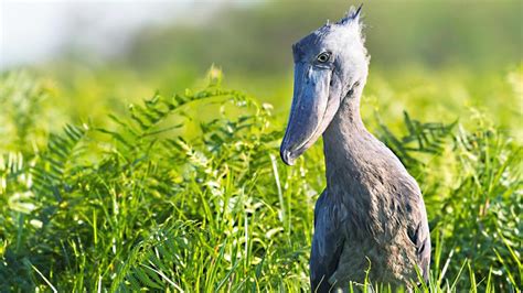 Best time to do birding in Uganda- Key bird species in Uganda