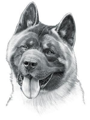 Akita Dog | Akita dog, American akita dog, Dog drawing