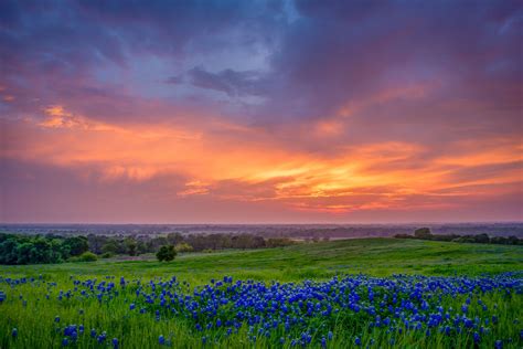 Bluebonnet Sunset | Sunset, Nature, Landscape