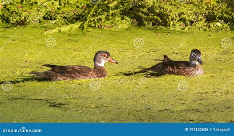 A Male Wood Duck with Eclipse Plumage and a Female Wood Duck Stock Photo - Image of ducks, beak ...