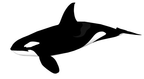 Orca Free Stock Photo - Public Domain Pictures