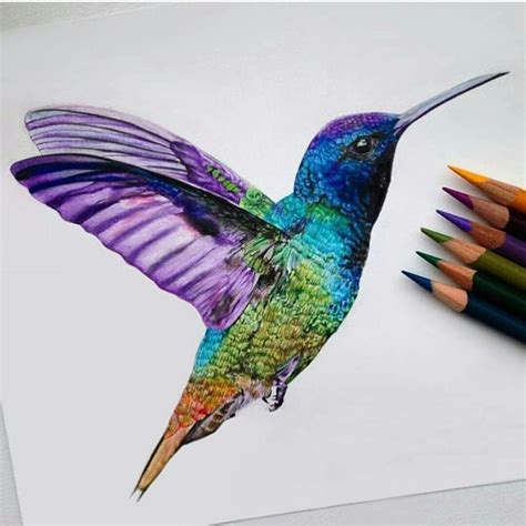 Pin by Noor on Drawings | Hummingbird drawing, Hummingbird painting ...