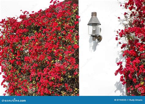 Bougainvillea Wall stock image. Image of mountain, lantern - 8194035