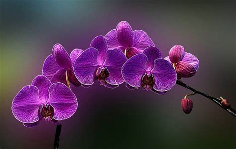 Mengenal Anggrek Ungu (Dendrobium phalaenopsis) + Gambar | Gambar Bunga