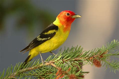 Birds: Western Tanager