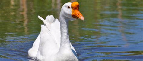 Male Chinese Swan Goose By Belinda Stucki | ubicaciondepersonas.cdmx.gob.mx