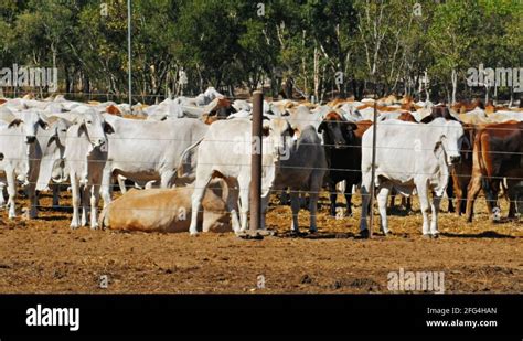 Brahman cattle australia Stock Videos & Footage - HD and 4K Video Clips - Alamy