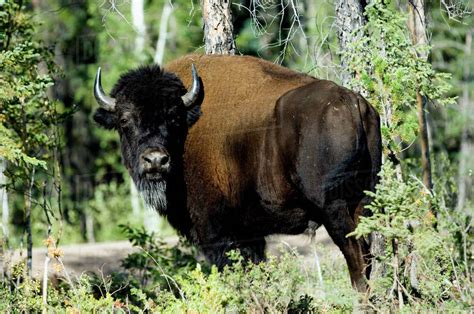 Bison in Wood Buffalo National Park, Northwest Territories, Canada - Stock Photo - Dissolve