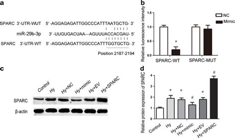 SPARC gene is a target of miR-29b-3p. a Bioinformatics analysis ...