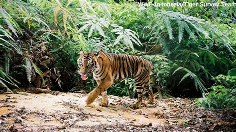 Petition · Tell Congress to protect tiger habitats! · Change.org