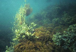 Many plants can be found in the open ocean biome, one significant one being seaweed. Since this ...