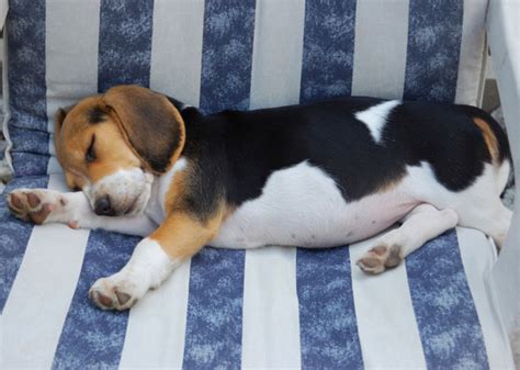 4 Odd Dog Sleeping Habits Explained - Vetstreet | Vetstreet