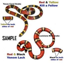 Identifying Poisonous Snakes: The Coral Snake