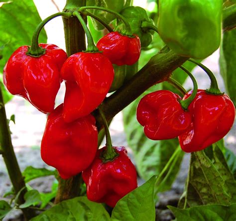 Caribbean Red Habanero - Growin Crazy Acres