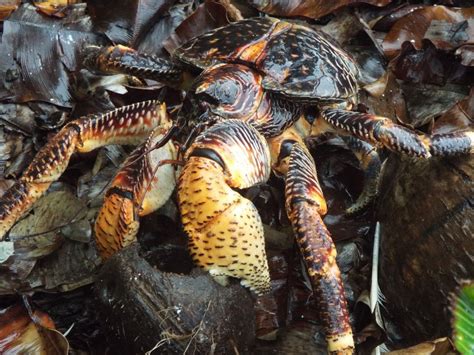 Coconut Crab Eating Coconut | Smithsonian Photo Contest | Smithsonian ...