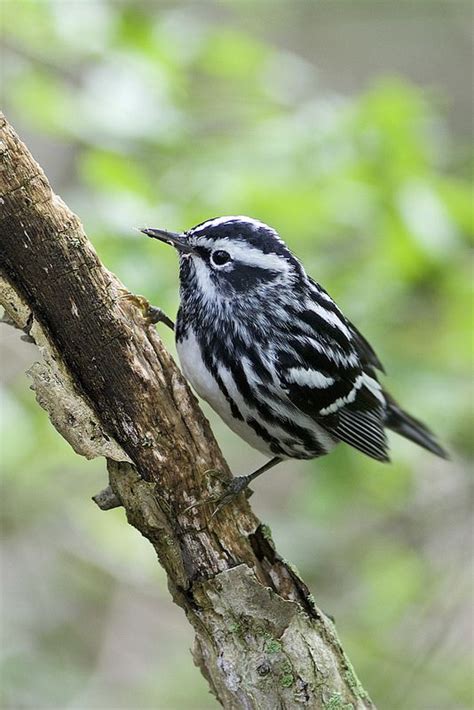 Black-and-white Warbler (Mniotilta varia), New Haven, Connecticut | Beautiful birds, Pet birds ...