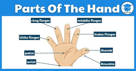 Parts Of The Hand And Finger Names In English | Games4esl