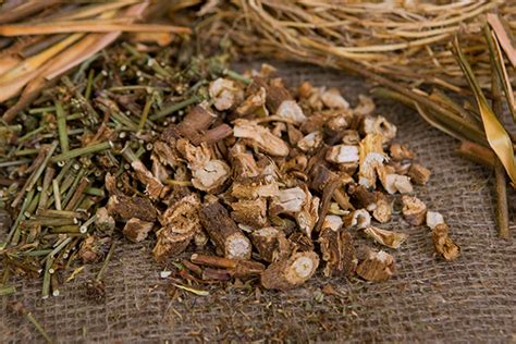 Chicory Root Tea: Benefits, Side Effects, and Recipe | Chinese Teas 101