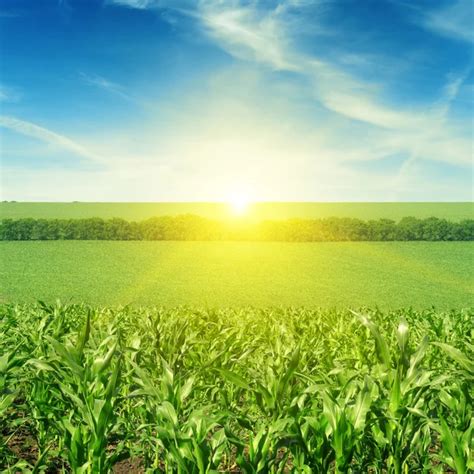 Sunrise over the corn field — Stock Photo © Alinamd #39673643