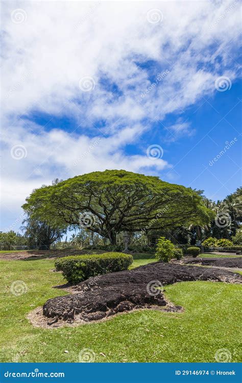 Monkey pod tree stock photo. Image of pond, landscape - 29146974