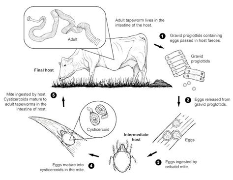 Cattle tapeworm life cycle: adult worms in cattle (herbivorous) - WormBoss