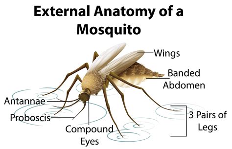 Partes De Un Mosquito