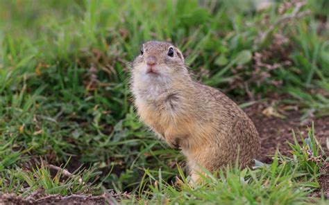 Gopher Control Tips - OMNIS Pest Control