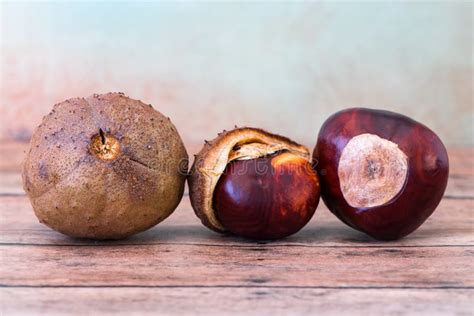 Buckeye Chestnut. Shown the Development from Shell Stock Photo - Image ...