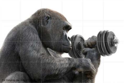 The Gorilla is a Mighty Primate: Gorilla Facts - Bodybuilding.com Forums