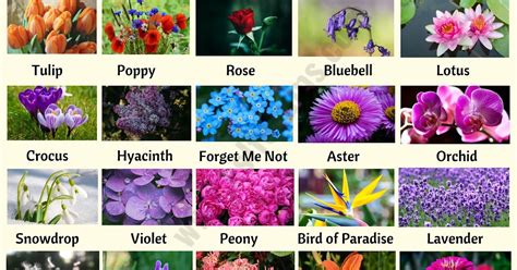 Annual Flowers List - Garden Plant