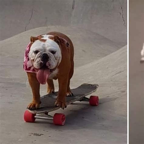 Is The Dog Really Skateboarding In The Churchill Advert