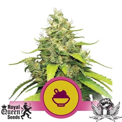 Blue Gelato Strain - SeedFare Find the Perfect Seed at the Right Price