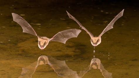 11 Bloody Facts About Vampire Bats | Mental Floss