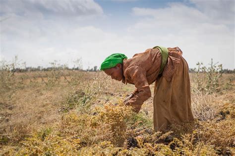 Can African smallholders farm themselves out of poverty?