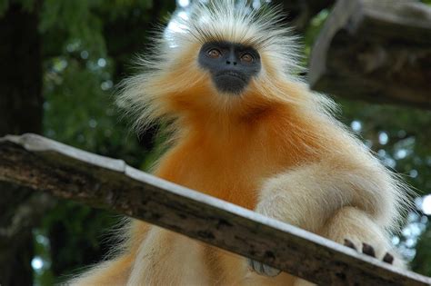 File:Golden Langur.jpg - Wikipedia