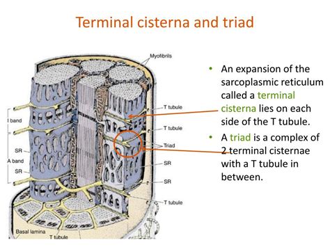 PPT - Muscle Tissue PowerPoint Presentation, free download - ID:3835151