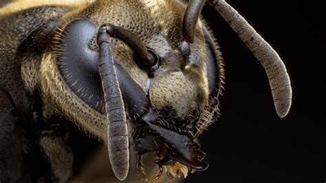 The Mexican Honey Wasp Can Produce Honey Just As Good As Any Bee ...