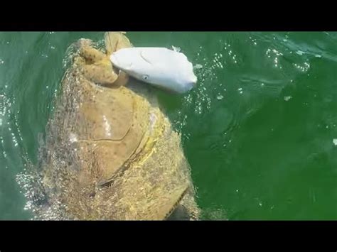 Goliath Grouper eats 5 foot shark! - YouTube